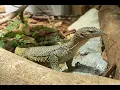 The Mangrove Monitor