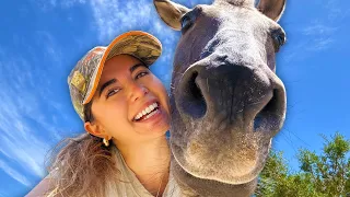 Brushing My Horse And Hoping He Doesn T Kick Me In The Head 