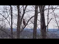 Our Eagle has landed at Frazier s Ridge so majestic and beautiful