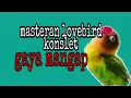 Download Lagu masteran lovebird konslet gaya mangap || ngekek panjang