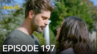 Wounded Birds | Episode 197