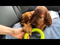 Irish setter puppy goes to a new home