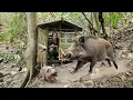 Download Lagu survival in the wild, building shelters in the wilderness, escape from the giant wild boar