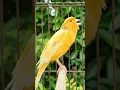 Download Lagu canary singing | bird sound | animal sounds #shorts #birds #animals