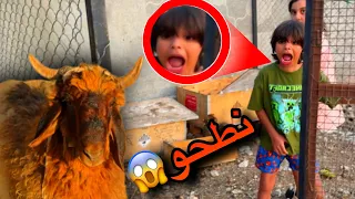 الخروف نطح عموري😱😳