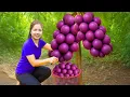 Download Lagu Harvesting 1000Kg PURPLE Peach in The Garden Goes To Market Sell,Growing cassava|Diem-Free Bushcraft