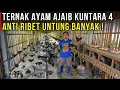 Lagu SUKSES TERNAK AYAM KAMPUNG PETELUR KUNTARA COCOK JADI USAHA SAMPINGAN DI RUMAH | CERITA USAHA