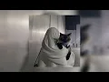 Download Lagu Allah knows الله يعلم || ᴬᵇᵈᵘˡᴬᶻⁱᶻ ᵃˡʳᵃˢʰᵉᵈ 🤍