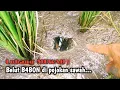 Lagu KESULITAN CARI LUBANG BELUT DI SAWAH ? BEGINI CARANYA ‼️
