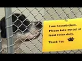 Roanoke animal shelter at max capacity