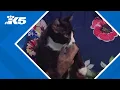 Home Run Adoption Event Andres Mew-nos and Lil Dumper among Seattle kittens looking for families
