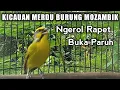 Download Lagu Kicauan Merdu Burung Mozambik Gacor - Nembak Ngerol Buka Paruh.