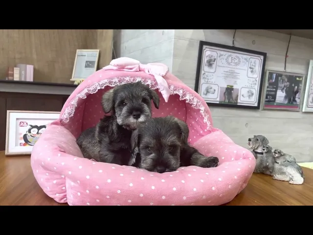 動画