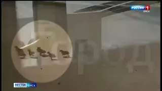 Утята в районе Старозагородной рощи в Омске потеряли свою маму
