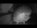 Hedgehog speaks Japanese meme
