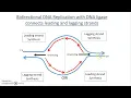 DNA replication Part 2