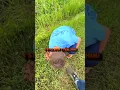 CATCHING CRAWFISH BY HAND Craw-kid