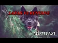 BELAJAR DARI ANJING || kata motivasi || kata inspirasi || kata bijak