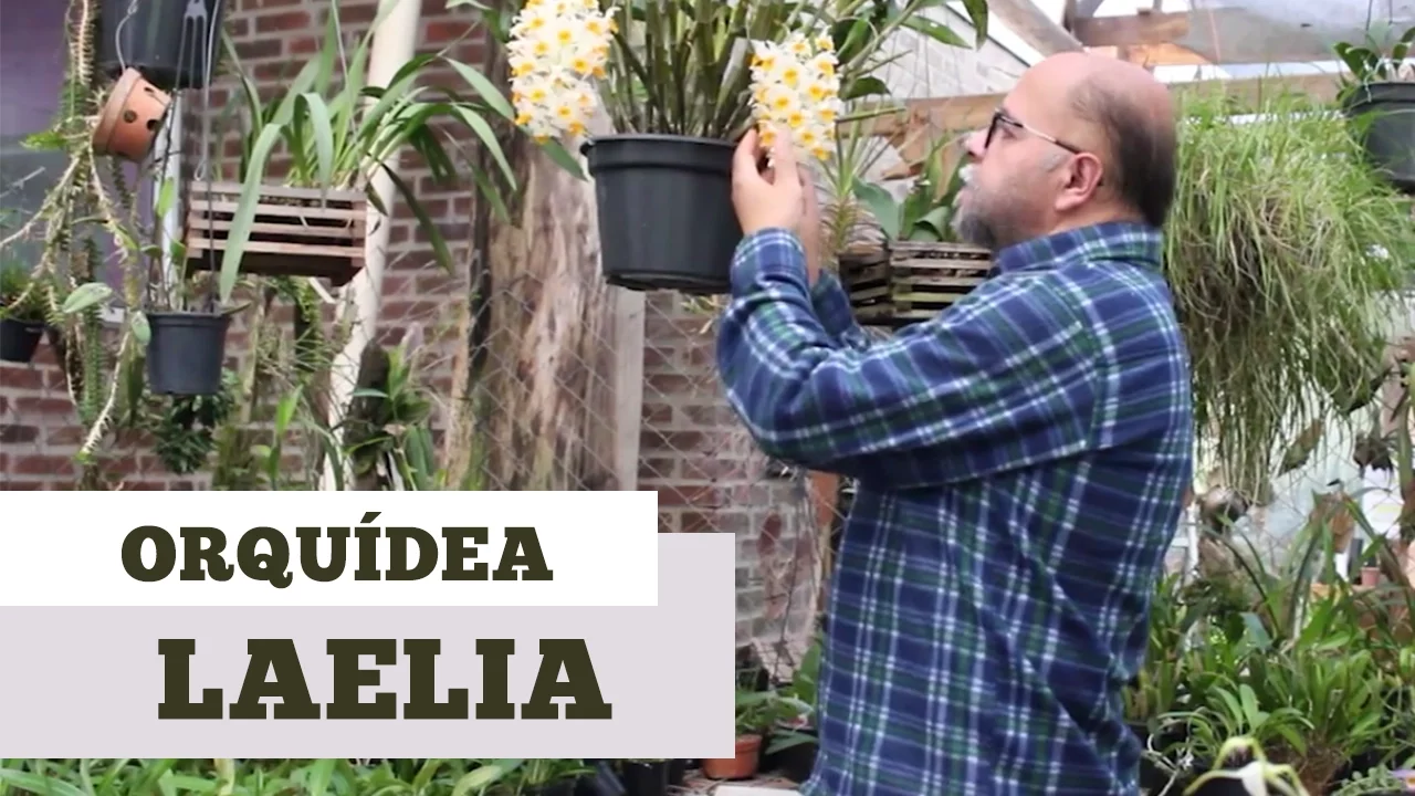 COMO CUIDAR DE ORQUIDEA LAELIA
