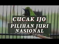 Download Lagu Masteran Burung Cucak Ijo Pilihan Juri Nasional