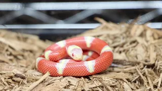 Reptile Store Tour AE Herps and Exotics