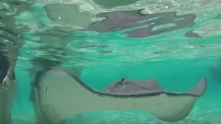 Stingray City On Cayman Island – UNTIE THE LINES II #54