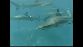 musicpiece theatre episode 24 water world