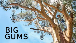 Camping in my 100 year old Gum tree