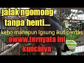 Download Lagu Jalak kebo ngomong terus,bagus untuk masteran jalak laen