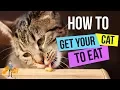 How To Get a Cat to Eat 13 Steps to GUARANTEED Success - Cat Health Vet Advice