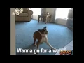 Crazy Excited Dog GIF of the day