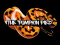 The Pumpkin Pied Ball Python
