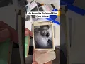 Download Lagu Polaroid Type 665 Peel a part film. The best ever made. #polaroids #film #peeling