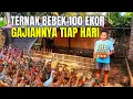 Download Lagu Bongkar Rahasia Gajian Tiap Hari  Dari Ternak Bebek Petelur 100 Ekor Sistem Kandang Kering
