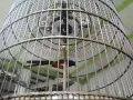Sang LEGENDA MURAI BATU EKOR HITAM \