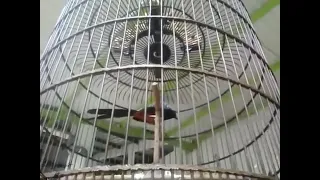 sang legenda murai batu ekor hitam 