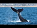 Newport Beach coast sees two straight weeks of humpback whale sightings