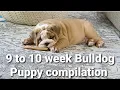 Our English Bulldog Puppy from 9 to 10 weeks