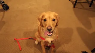 Rory and Lucas Pups Stuff