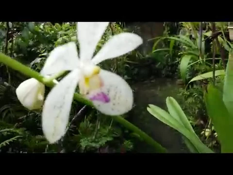 ARANDA (ARACHNIS & VANDA) + UPDATE ON RHYNCHOSTYLIS RETUSA ORCHIDS IN BLOOMS