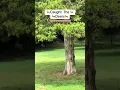 Download Lagu Deers tried to jump me n ran #vlog #news #music #animals #deer