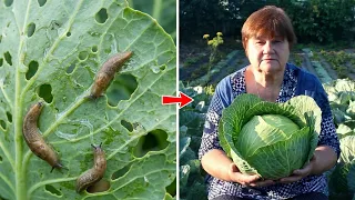 Мой проверенный способ защиты капусты от слизней.