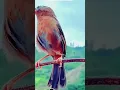 Download Lagu Burung Wambi isian gacor#shorts #burungkicau