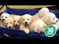 Download Lagu 30 minuten van de schattigste puppy's ter wereld! 🐶💕
