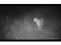 Mountain Lion screaming