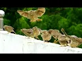 Lagu Jungle Babbler Loud Noise | Sound Effect Babbler Call || Fighting (Turdoides striata) सात भाई का शोर