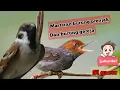 Download Lagu 🔴suara masteran burung prenjak dan burung gereja paling ampuh