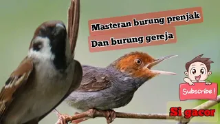  suara masteran burung prenjak dan burung gereja paling ampuh