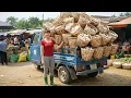 Lagu TIMELAPSE -- Harvesting 1000+ Rare Forest Chicken Eggs by the Stream, Go to Market Sell