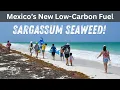Mexico Is Turning Its Seaweed Crisis Into Fuel Here s How